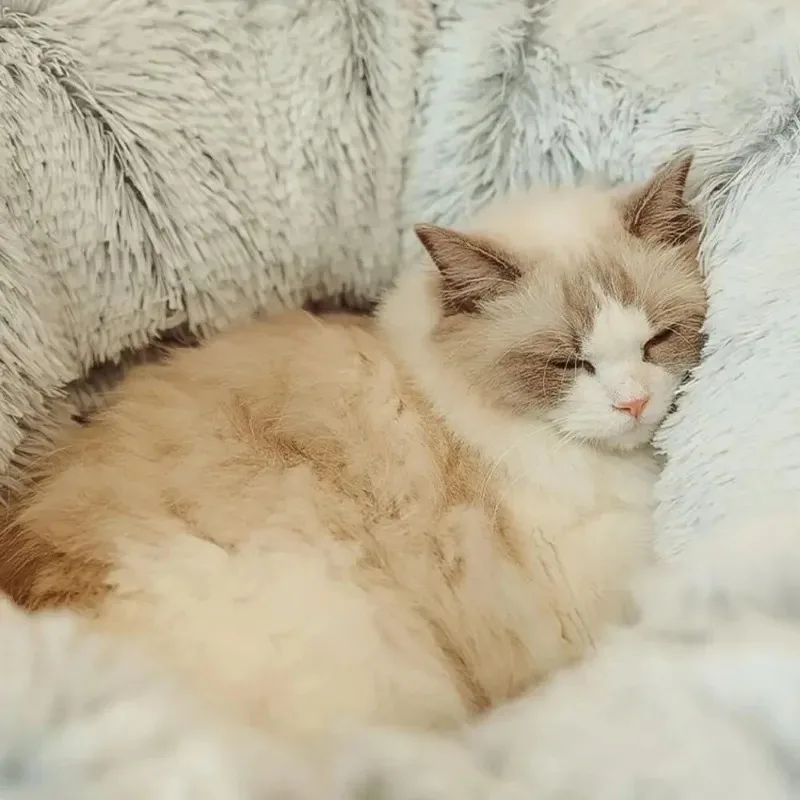 MPH Fluffy Donut Cat Bed With Tunnel